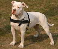 American Bulldog harnesses