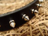 Spiked American Bulldog collar