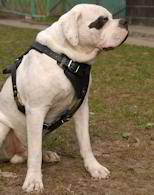 American Bulldog harness